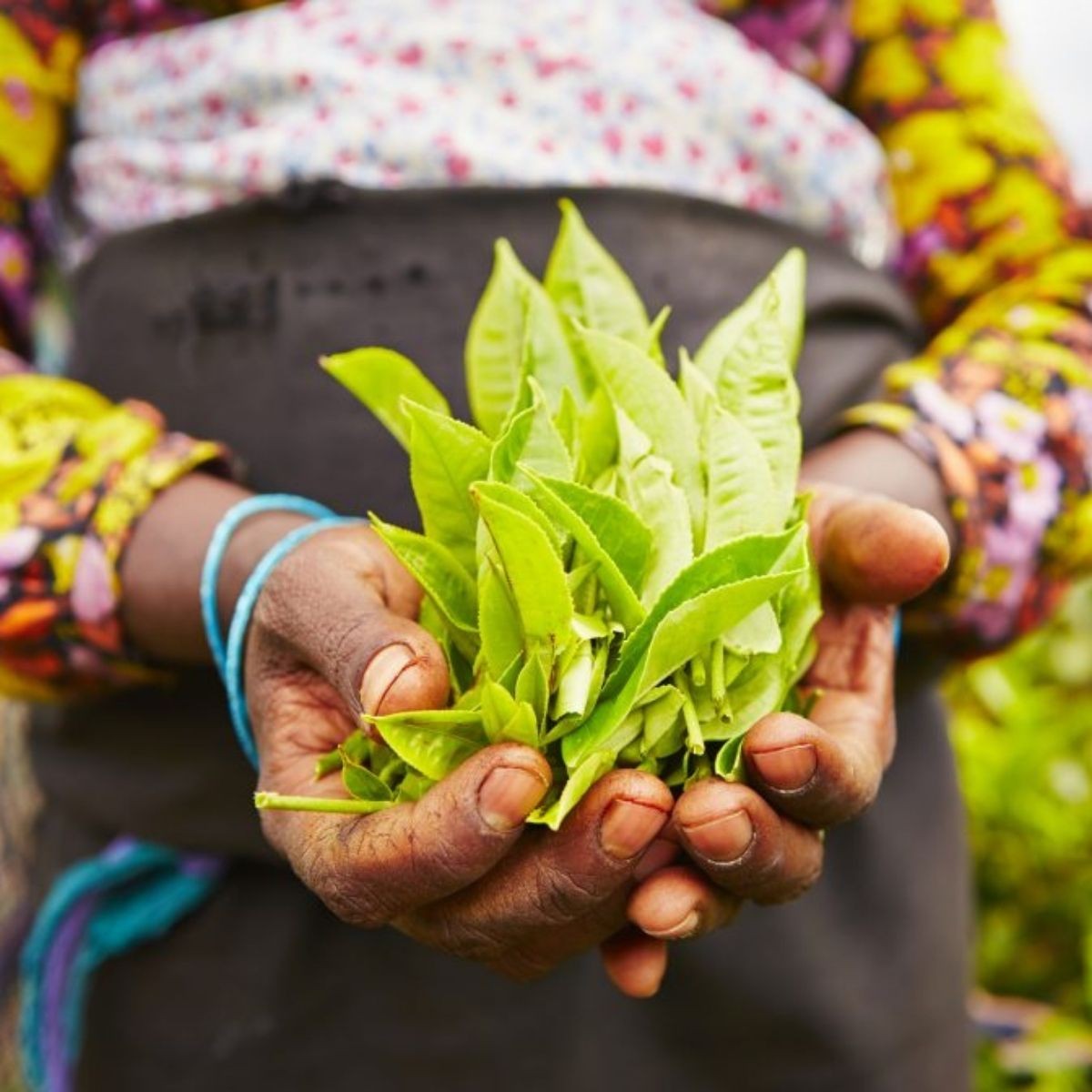 Cueilleuse de thé récoltant les feuilles à la main dans une plantation du Sri Lanka