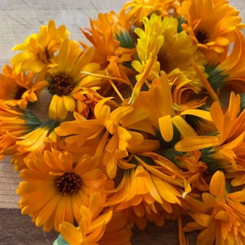 Calendula officinalis