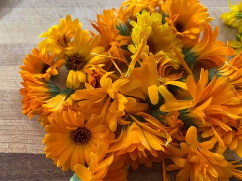 Calendula officinalis