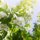 Branches de jasmin en pleine floraison avec petites fleurs blanches