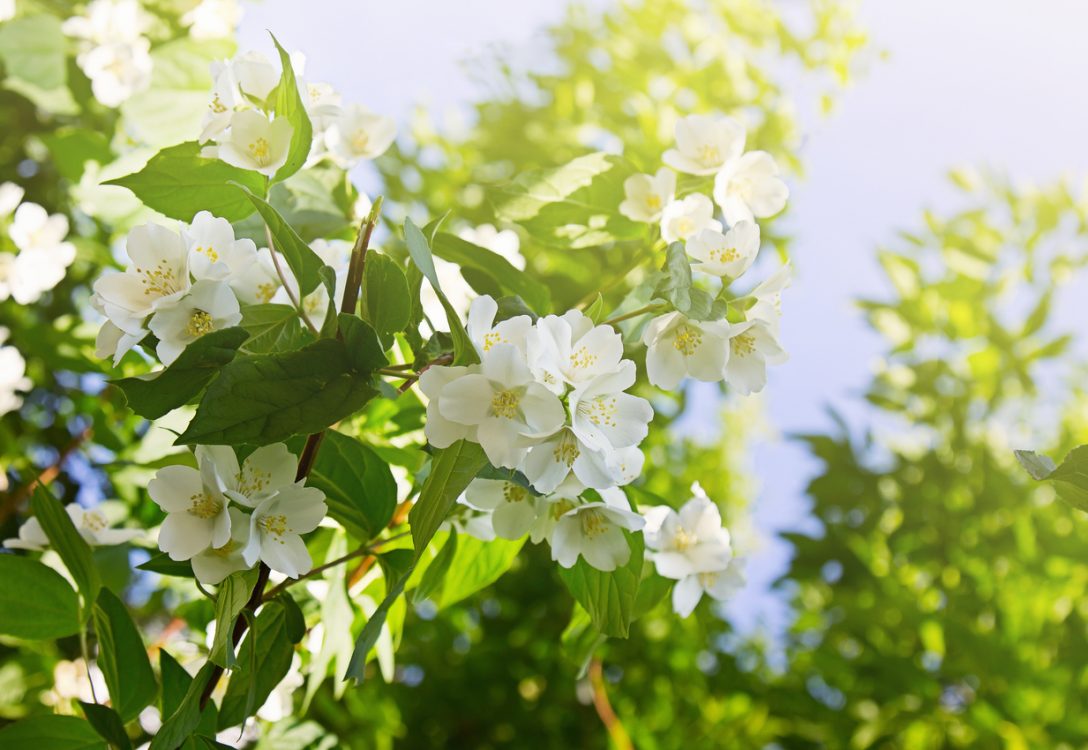 Branches de jasmin en pleine floraison avec petites fleurs blanches