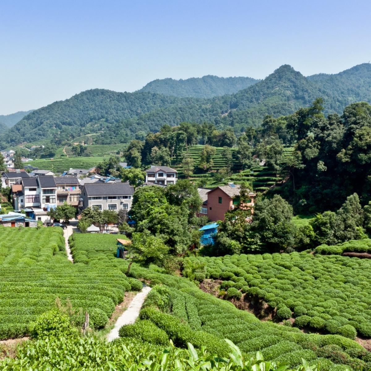 Village de Long Jing entouré de rangées de théiers verts dans les collines de Hangzhou Zhejiang Chine