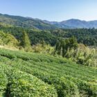 Rangées de théiers verts dans une plantation de montagne au Japon avec forêt de cèdres