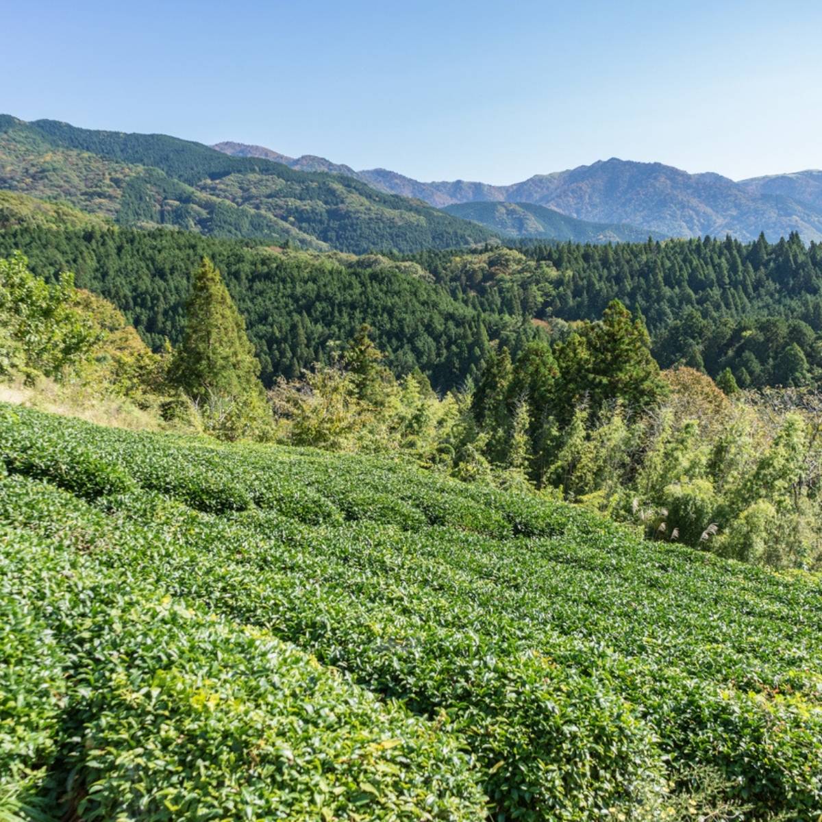 Rangées de théiers verts dans une plantation de montagne au Japon avec forêt de cèdres