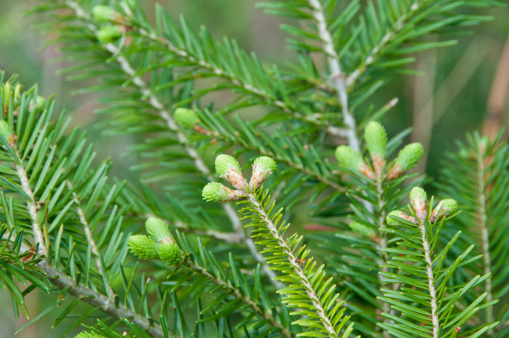 SAPIN BAUMIER – Les Thés Fuji