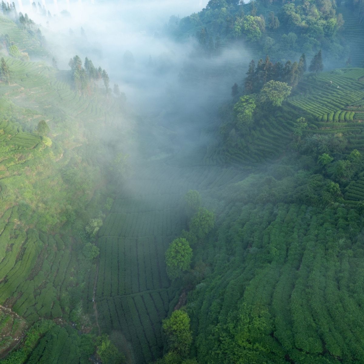 Vue aérienne de rangées de théiers verts en terrasses dans la brume matinale en Chine
