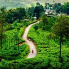 Chemin sinueux entre les rangées de théiers dans une plantation du Sri Lanka