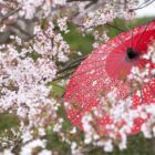 Allée de cerisiers en pleine floraison à Kyoto au printemps Japon