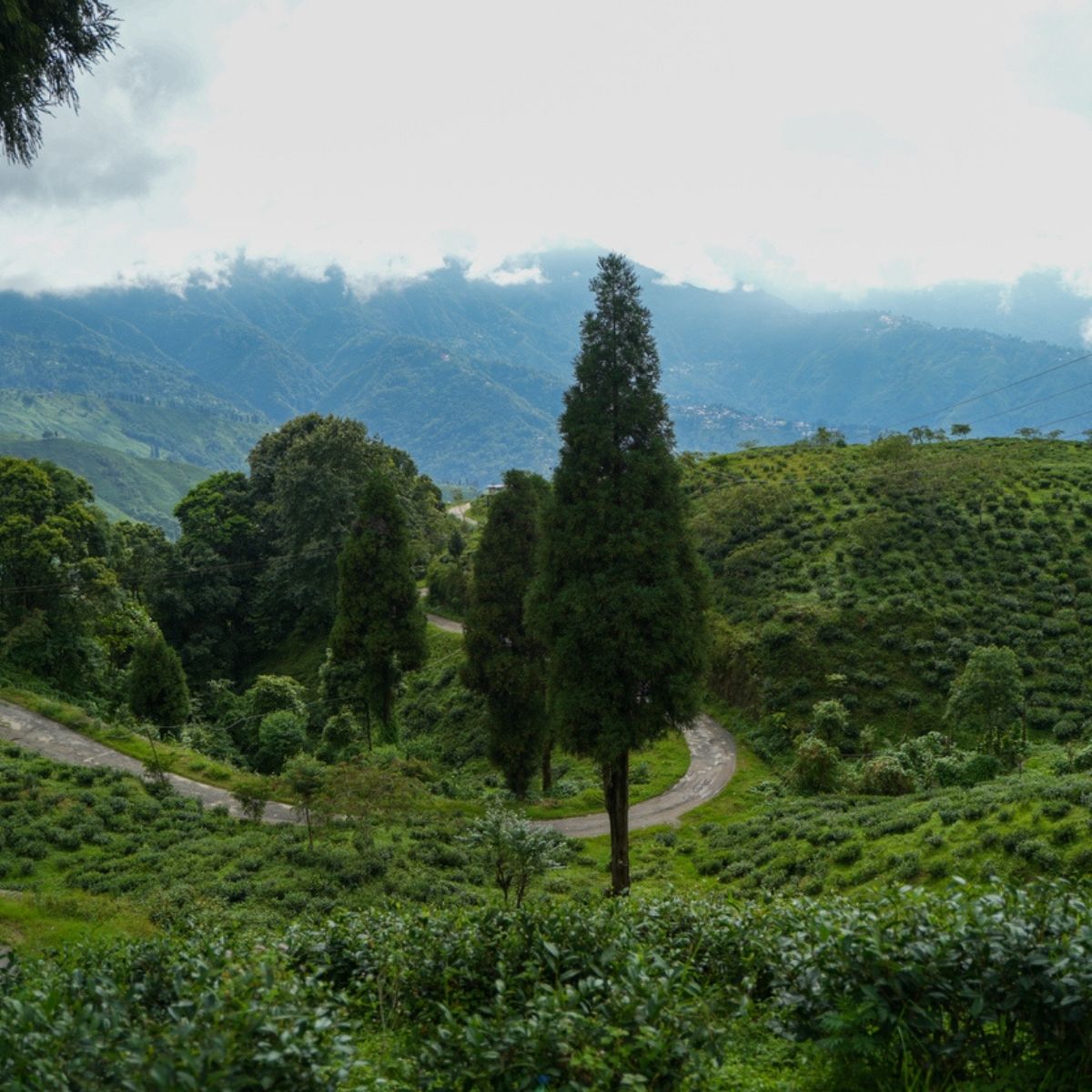 Plantation de thé en altitude dans les collines brumeuses du Darjeeling, Inde