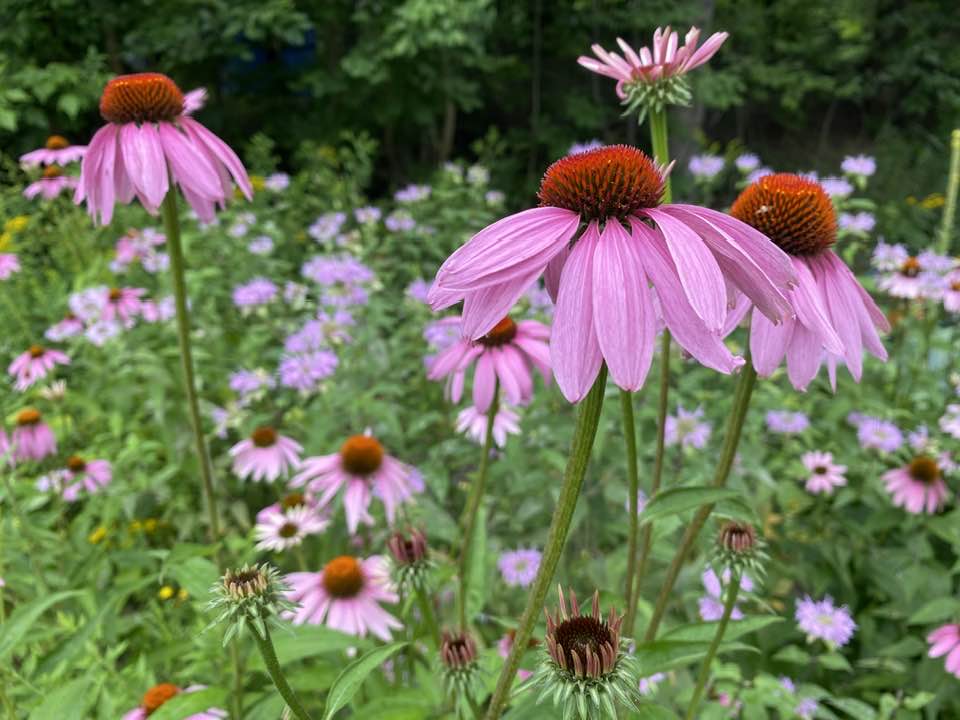 Échinacées en fleurs dans le jardin de Lise Lavoie Shefford Québec