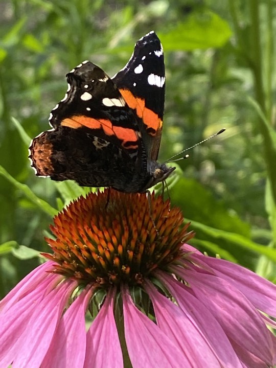 Papillon sur une échinacée dans le jardin de Lise Lavoie Shefford Québec