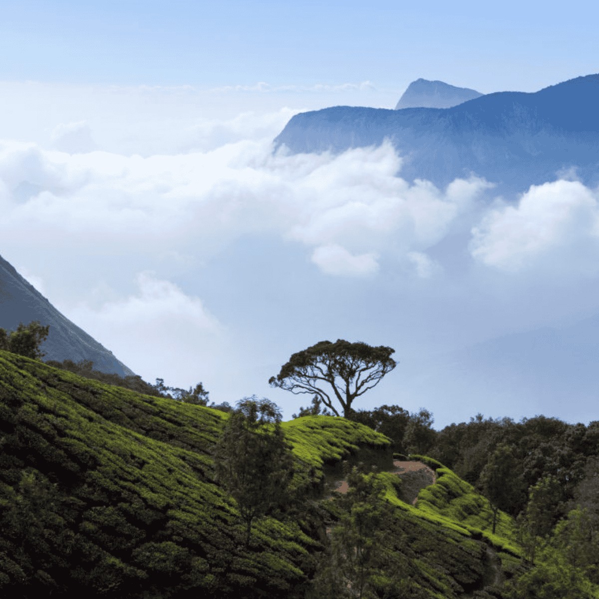 Plantation de thé en terrasses dans les montagnes de Munnar, Kerala, Inde du Sud