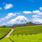 Rangées de théiers verts dans une plantation de Sencha au Japon