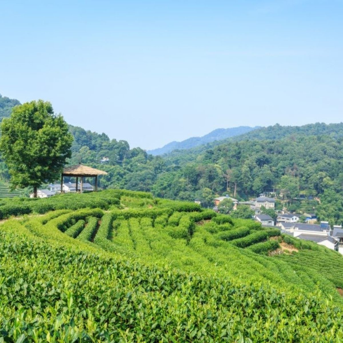 Plantation de thé blanc en altitude dans la région de Fujian, Chine