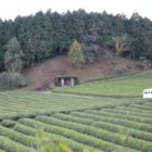 Rangées de théiers verts dans une plantation japonaise de Sencha