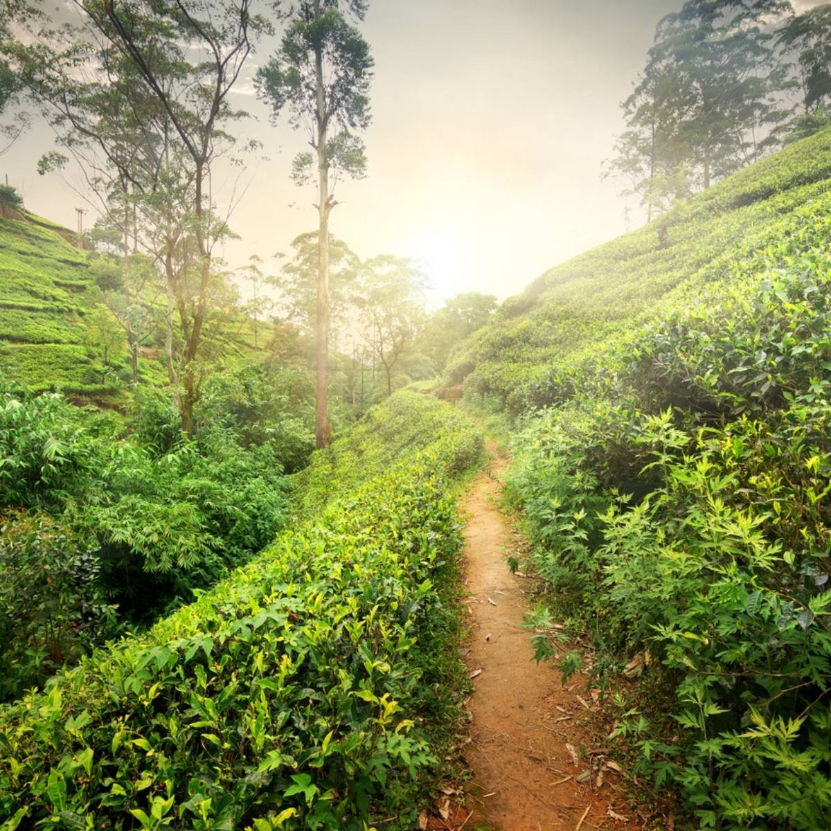Sentier brumeux entre les rangées de théiers au lever du soleil au Sri Lanka
