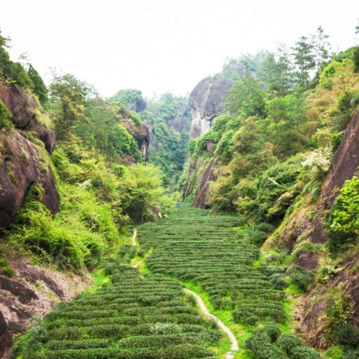Rangées de théiers dans une gorge rocheuse des montagnes Wuyi province de Fujian Chine
