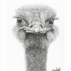 Dessin au graphite autruche frontale au regard intense Le Regard collection L'Âme du Vivant Lise Lavoie Shefford Québec
