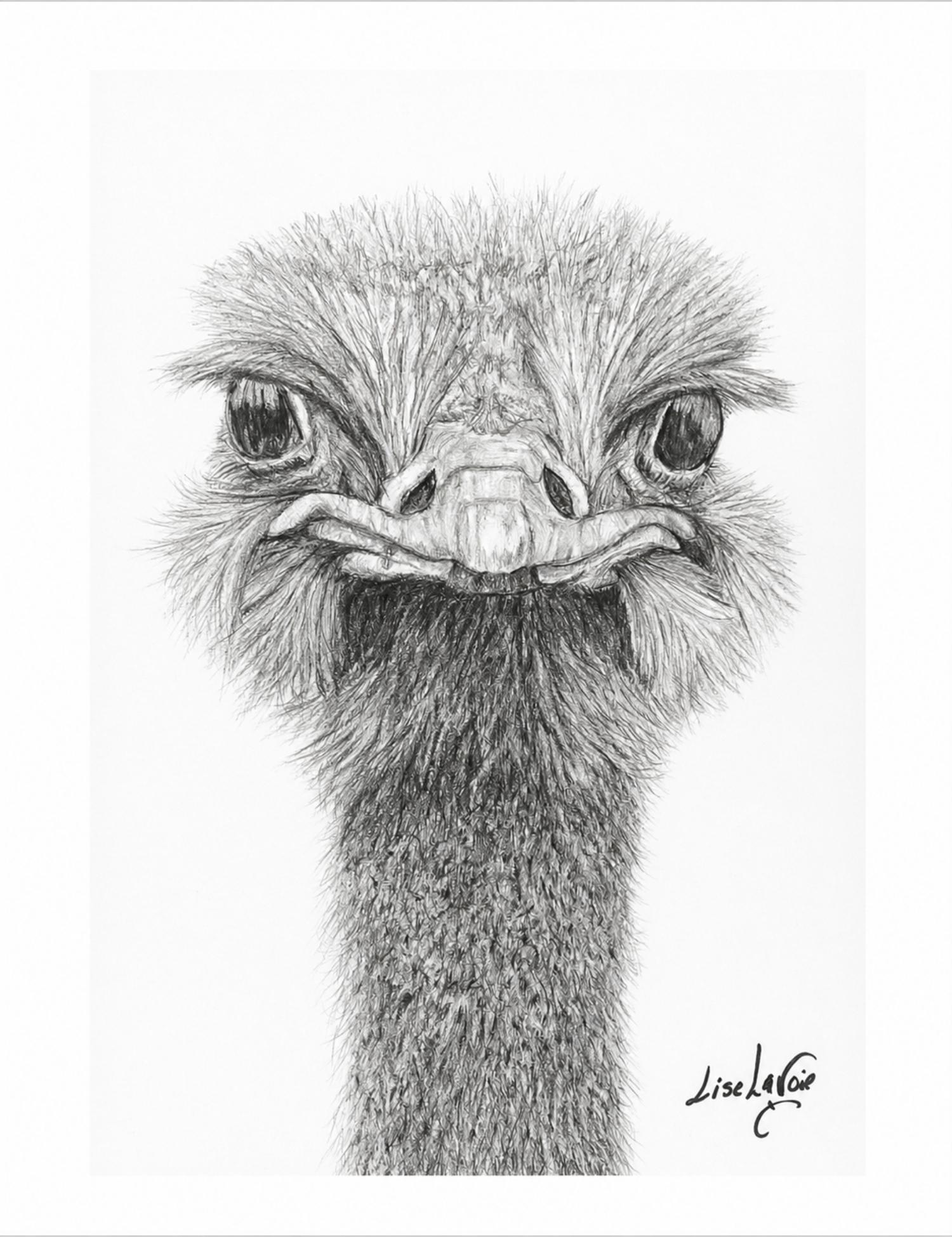Le Regard impression art graphite autruche Moab Lise Lavoie Art Impression d'art signée dessin au graphite autruche frontale au regard intense Le Regard sur papier Moab Lise Lavoie Shefford Québec
