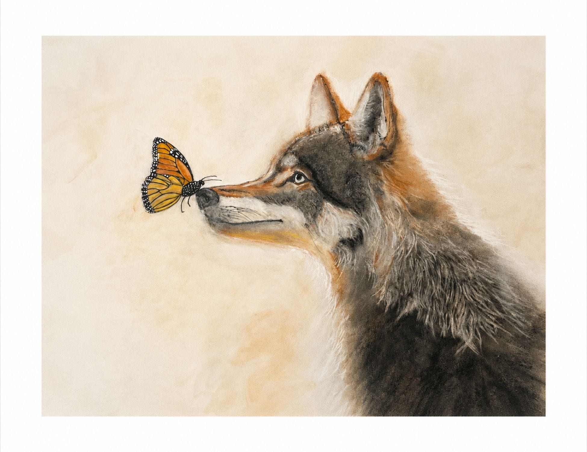 Le Souffle d'un Papillon impression art loup monarque Moab Lise Lavoie Art Impression d'art signée loup et papillon monarque graphite et pastel sec Le Souffle d'un Papillon sur papier Moab Lise Lavoie Shefford Québec